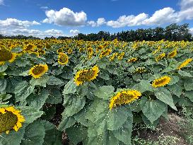 Sunflower Field In Markham