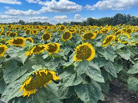 Sunflower Field In Markham