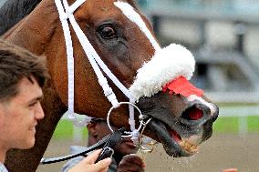 Thoroughbred Horse Racing At Woodbine Racetrack - August 10, 2024