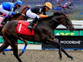 Thoroughbred Horse Racing At Woodbine Racetrack - August 10, 2024