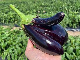 Agriculture In Canada - Eggplants