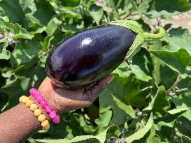 Agriculture In Canada - Eggplants