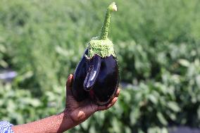 Agriculture In Canada - Eggplants