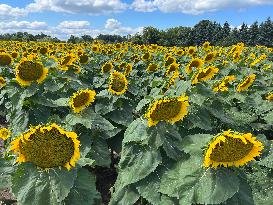 Sunflower Field In Markham