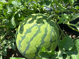 Watermelons Growing At A Farm In Canada