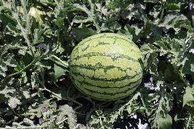 Watermelons Growing At A Farm In Canada