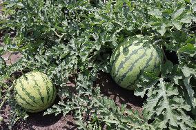 Watermelons Growing At A Farm In Canada