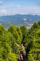 ChineseToday | Guardians of endangered trees in SW China