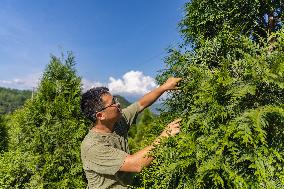 ChineseToday | Guardians of endangered trees in SW China