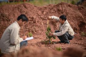 ChineseToday | Guardians of endangered trees in SW China