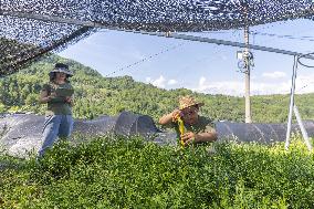 ChineseToday | Guardians of endangered trees in SW China