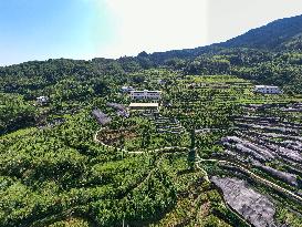 ChineseToday | Guardians of endangered trees in SW China