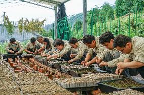 ChineseToday | Guardians of endangered trees in SW China