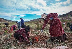 ChineseToday | Guardians of endangered trees in SW China