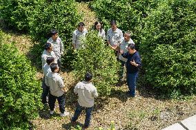 ChineseToday | Guardians of endangered trees in SW China