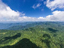 ChineseToday | Guardians of endangered trees in SW China