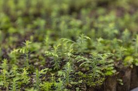 ChineseToday | Guardians of endangered trees in SW China