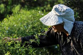 Jasmine Harvest In Egypt