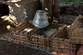 Jasmine Harvest In Egypt