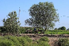 Jasmine Harvest In Egypt