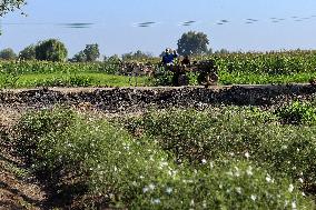 Jasmine Harvest In Egypt