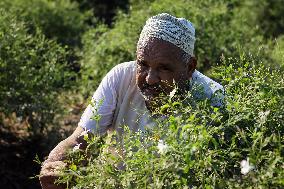 Jasmine Harvest In Egypt