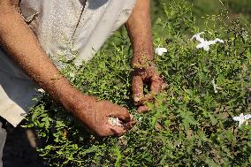 Jasmine Harvest In Egypt