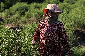 Jasmine Harvest In Egypt