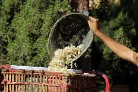 Jasmine Harvest In Egypt