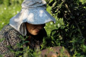 Jasmine Harvest In Egypt