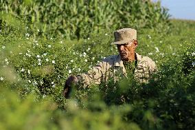 Jasmine Harvest In Egypt