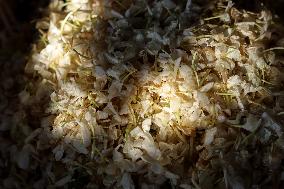 Jasmine Harvest In Egypt