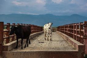 Dry Weather In Kashmir