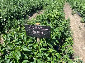 Agriculture In Canada - Peppers