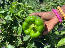 Agriculture In Canada - Peppers