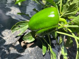 Agriculture In Canada - Peppers