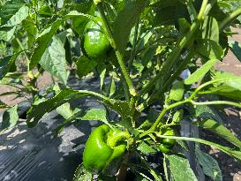 Agriculture In Canada - Peppers