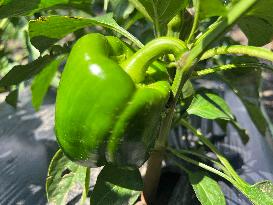 Agriculture In Canada - Peppers