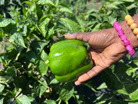 Agriculture In Canada - Peppers