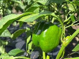 Agriculture In Canada - Peppers