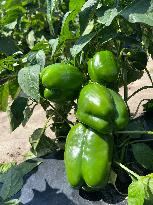 Agriculture In Canada - Peppers