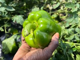 Agriculture In Canada - Peppers