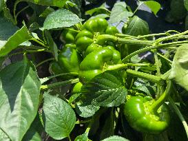 Agriculture In Canada - Peppers