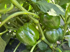 Agriculture In Canada - Peppers