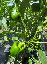 Agriculture In Canada - Peppers