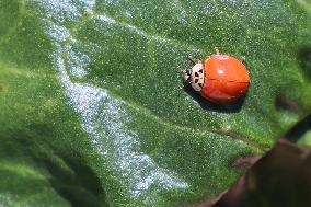 Asian Lady Beetle