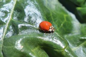 Asian Lady Beetle