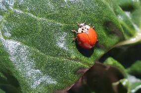 Asian Lady Beetle