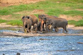 SRI LANKA-PINNAWALA-WORLD ELEPHANT DAY-ELEPHANT ORPHANAGE