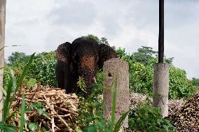 SRI LANKA-PINNAWALA-WORLD ELEPHANT DAY-ELEPHANT ORPHANAGE